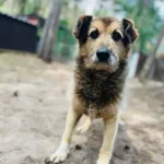 Otto