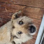 Pies do adopcji, Rytlów, 15 czerwca 2026