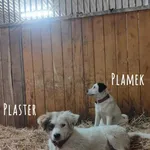 Plamek I Plaster
