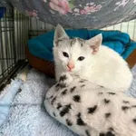 Kot do adopcji, Głowno, 15 czerwca 2026