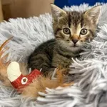 Kot do adopcji, Głowno, 15 czerwca 2026