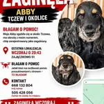 Zaginął pies, Zajączkowo, 15 czerwca 2026