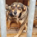 Pies do adopcji, Rytlów, 15 czerwca 2026