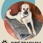 Znaleziono psa, Dąbrówka, 13 czerwca 2026