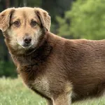 Pies do adopcji, Pieczyska, 14 czerwca 2026