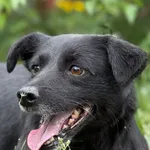Pies do adopcji, Pieczyska, 14 czerwca 2026