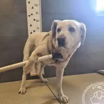 Przyjęty: 2026-06-15 Gmina: Brzeszcze Płeć: Suka Opis: w typie labradora, białe