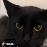 Oliwka