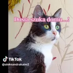 Kot do adopcji, Radom, 17 czerwca 2026