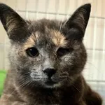 Kot do adopcji, Radom, 17 czerwca 2026