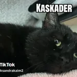 Kot do adopcji, Radom, 17 czerwca 2026