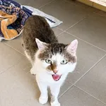 Kot do adopcji, Wrocław, 5 lutego 2026