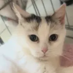 Kot do adopcji, Radom, 17 czerwca 2026