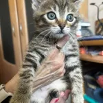 Kot do adopcji, Radom, 17 czerwca 2026