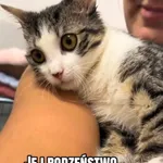 Kot do adopcji, Radom, 3 września 2026