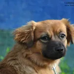 Landrynka