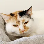 Kot do adopcji, Wałbrzych, 18 maja 2026