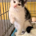 🐾 Wiedźmin 444/26 szuka cierpliwego domu 🖤🤍