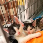 Kot do adopcji, Wrocław, 22 maja 2026