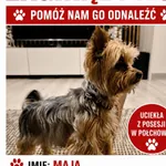 Zaginął pies, Połchowo, 18 czerwca 2026