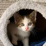 🐾 Kamyczek 450/26 szuka swojego miejsca na świecie 🤍