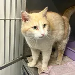 Kot do adopcji, Henrykowo, 15 kwietnia 2026
