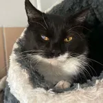 Kot do adopcji, Bydgoszcz, 19 czerwca 2026
