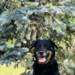 Daisy 235/26