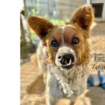 Edzia Zębata