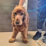 Przyjęty: 2026-06-17 Gmina: Żywiec Płeć: Pies Opis: cocker spaniel, rude