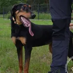 Pies do adopcji, Chełmek, 20 maja 2026
