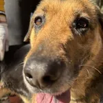 Pies do adopcji, Oborniki, 11 lutego 2026