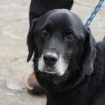 Pies do adopcji, Oborniki, 9 października 2025