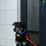 Znaleziono psa, Szczecin, 19 czerwca 2026