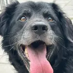 Pies do adopcji, Oborniki, 12 lipca 2025