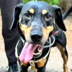 Pies do adopcji, Oborniki, 27 maja 2026