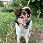 Pies do adopcji, Oborniki, 23 kwietnia 2026