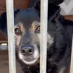 Pies do adopcji, Głowno, 20 czerwca 2026