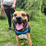 Pies do adopcji, Oborniki, 29 maja 2026