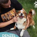 Pies do adopcji, Dąbrówka, 21 czerwca 2026