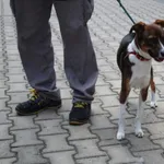 Pies do adopcji, Ciosny, 22 czerwca 2026