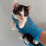 Znaleziono psa, Lublin, 22 czerwca 2026