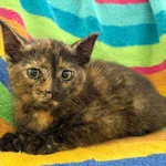 Kot do adopcji, Bełchatów, 11 czerwca 2026