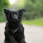 Pies do adopcji, Nowodwór, 22 czerwca 2026