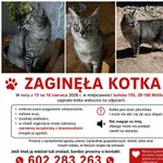 ZAGINĘŁA KOTKA 