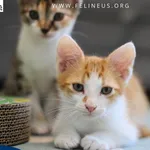 Kot do adopcji, Rzeszów, 25 czerwca 2026