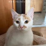 Kot do adopcji, Rzeszów, 25 czerwca 2026