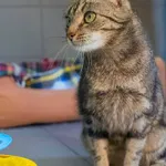 Kot do adopcji, Sopot, 25 czerwca 2026