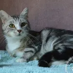 Kot do adopcji, Chełmek, 8 czerwca 2026