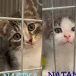 Kot do adopcji, Radom, 26 czerwca 2026
